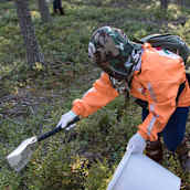 Thai-poimijat keräävät mustikkaa Luumäellä 2018.