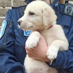 Poliisi pitelee sylissään koiranpentua.