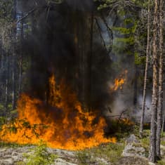 Mäntymetsä palaa Nuuksiossa.