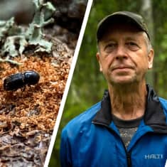 Kuvassa on kolme kuvaa. Ensimmäisessä on pieni musta hyönteinen. Toisessa kuvassa sinitakkinen mies katsoo kameraan. Kolmannessa on kuva puunrungosta, jossa näkyy hyönteisen kaivertamia koloja.