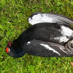 Kuollut urosteeri on vihreällä nurmikolla.