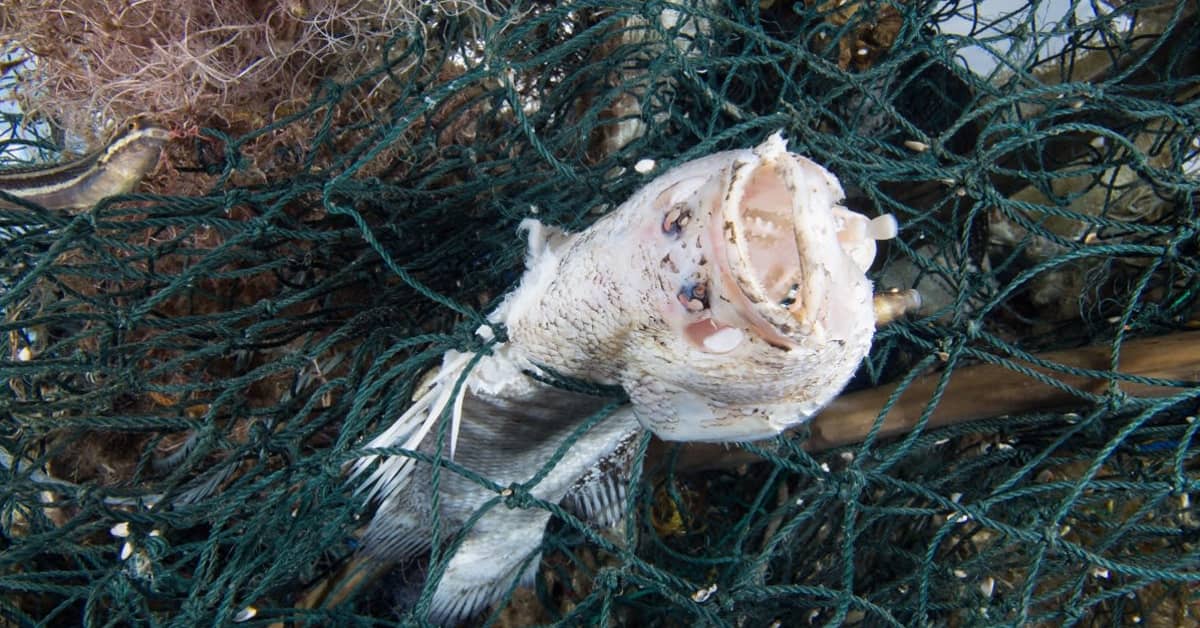 Haamupyydykset kalastavat maailman merissä omin päin – vuodessa hukatun siiman voisi kieputtaa 18 kertaa maapallon ympäri