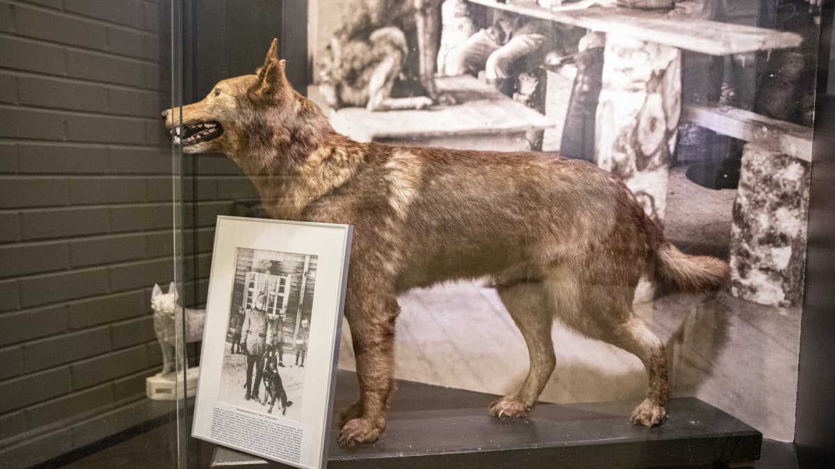 Rajavartiolaitoksen ensimmäinen koira 20-luvulta täytettynä rajamuseossa.