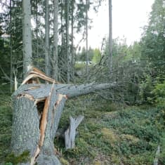 Kovan tuulen kaatama mänty Kuopion taajama-alueella elokuussa 2023.