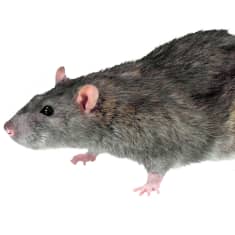 Jyrsijämyrkky | Yle.fi | Uutiset, urheilu, ilmiöt