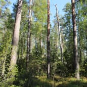 Päijänteen Luonnonperintösäätiö PLUPSin suojelumetsä Sysmässä, aurinkoinen kesäpäivä tiuhassa vanhassa metsässä.