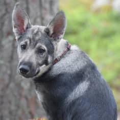 Jämptlanninpystykorvan pentu istuu mäntykankaalla.