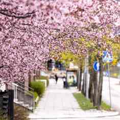 Photo shows cherry blossom trees in Espoo.