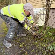 Lauri Heikkilä leikkaa puutarhasaksilla kuivia oksia pois ruusupenkistä.