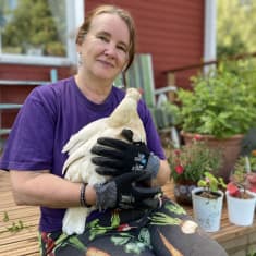 Marita Vokkolainen kana sylissään. 