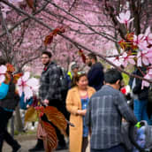 Ihmisiä ihastelemassa kirsikankukkia Roihuvuoren Kirsikkapuistossa.