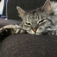 Harmaa pitkäkarvainen kissa makaa sohvalla ja kameraan.