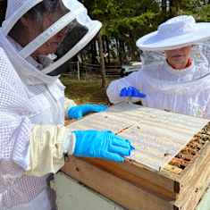 Kaksi mehiläishoitajaa valkoissa suojupuvuissaan ovat asettamassa mehiläispesän sisään verkkoa. Verkko kerää propolista pesästä tutkimusta varten