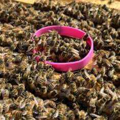 Kuvassa on mehiläispesä, josta on avattu katto. Mehiläisosaston päälle on asetettu pinkki silikoonirengas, joka nappaa tietoa pesään kantautuneesta mikromuovista. Pesä on mukana kaikki eu-maat käsittävässä Insignia bee-tutkimuksessa, joka selvittää ympäristön tilaa.