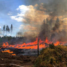 Kulotusta eli suuria liekkejä osin palaneessa metsässä, taustalla puita ja kauempana metsää.