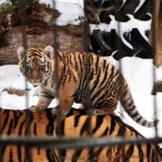 Amurtigerunge har klättrat upp på sin mammas rygg.