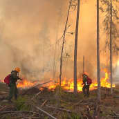 Kolme palomiestä taltuttaa metsäpaloa Siperiassa.