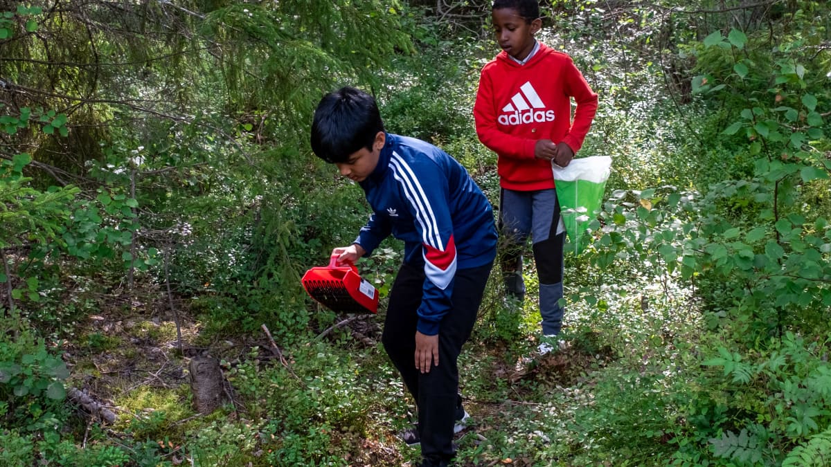 Sini- ja punapaitainen poika poimivat marjoja metsässä.