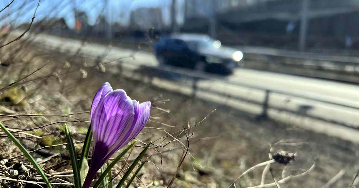 Maaliskuusta tulossa ennätyksellisen lämmin isossa osassa maata – katso keskustelu lähipäivien säästä suorana klo 14.15