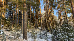 Kuvassa on luminen metsä. Auringonvalo osuu puihin.