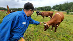 Maanviljelijä pellon reunalla ojentaa kättään laiduntavia lehmiä kohti.