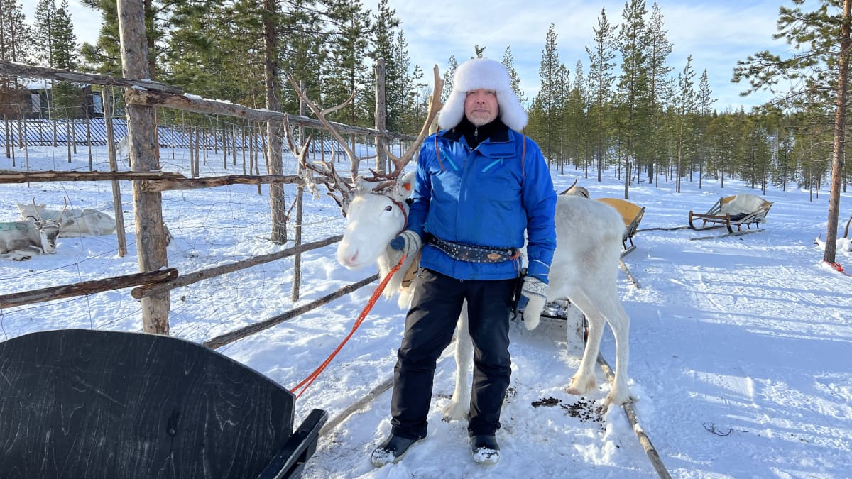 Juha Feodoroff seisoo härän kanssa matkailuyritus Wilderness Center elämyspuistossa, 27.2.2023 Ivalo.