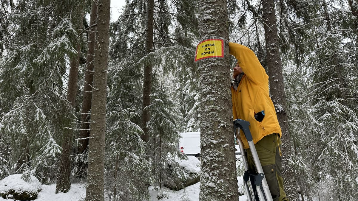 Greenpeacen aktivisti seisoo tikkailla ja ripustaa metsän puuhun kylttiä, jossa lukee: Puissa on köysiä."