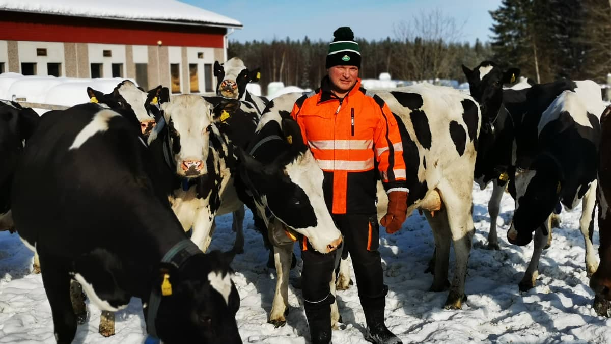 Ranualainen maitotilayrittäjä Jani Sääskilahti lehmien luona. 