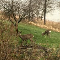 Metsäkauriita puutarhassa