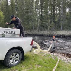 Itämeren lohen poikasia lasketaan Runkausjokeen kasvamaan.