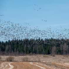 Suuri määrä lintuja lentää pellon yllä kirkkaana päivänä. 