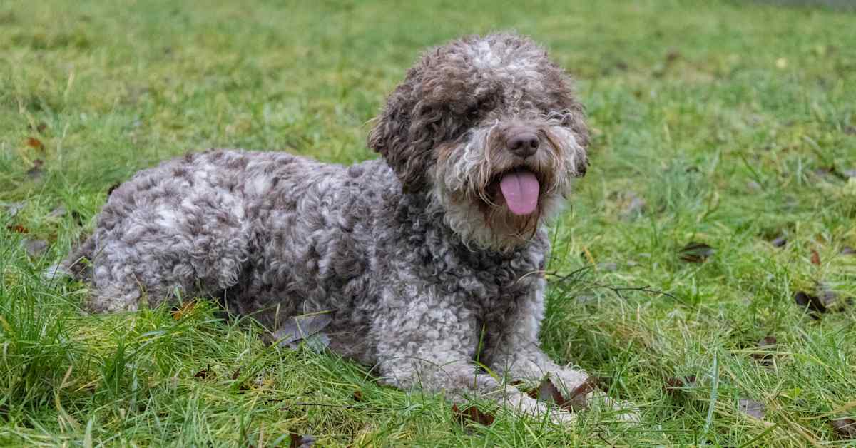 Lagotto populärast i Pargas – se hundrasernas topplista - hälsa news from Yle