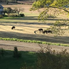 Villisiat saapuivat Kimmo Kossilan pihapiiriin 