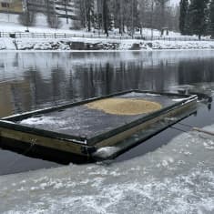 Lintujen talviruokintalautta on Kajaaninjoessa.
