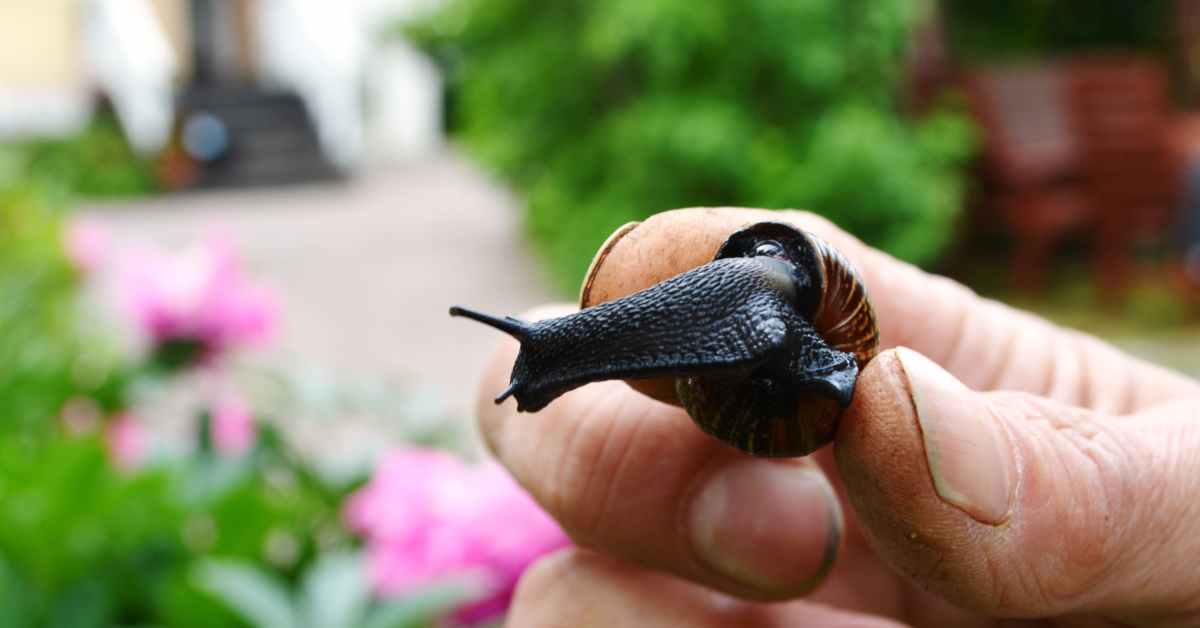 lever loppan Östnyland Svenska Yle
