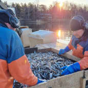 Venäjän hyökkäys Ukrainaan vaikuttaa suomalaisen kalan vientimarkkinoihin