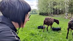Toimintaterapeutti Piia Kiuru katsoo lampaita pihalla kun ne syövät astioista ruokaa