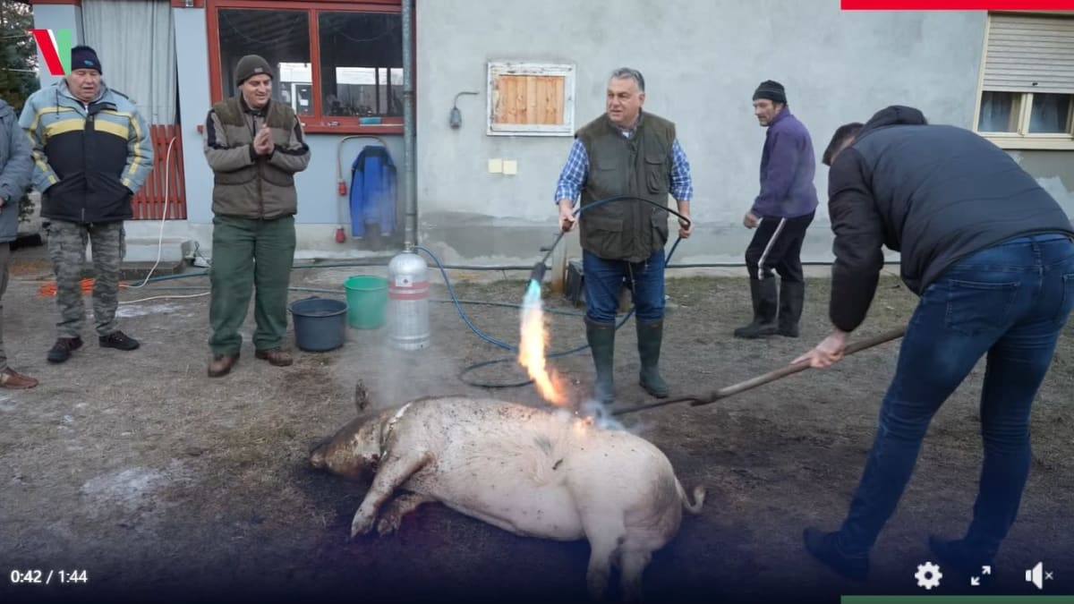 Unkarin pääministeri Viktor Orban osallistuu sian lahtaukseen polttamalla kosaanilla sian karvat.