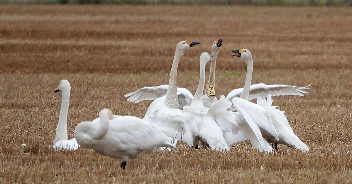 Suomessa on löydetty lyhyessä ajassa useita kuolleita laulujoutsenia – asiantuntija: ”Se on nyt vähän poikkeuksellista”