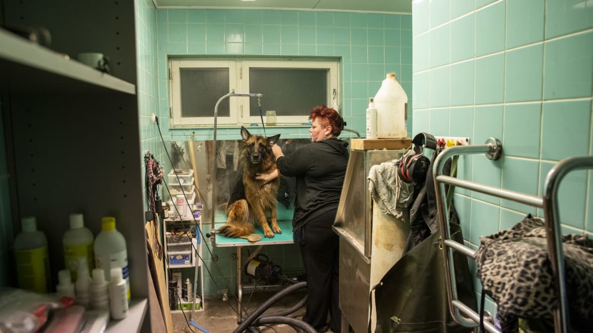 Pesuhuoneen perällä on trimmauspöytä, jonka päällä istuu saksanpaimenkoira. Vierellä Minna Koso katsoo koiraa ja silittää tämän turkkia.
