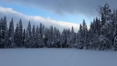 Luminen metsä järven rannalla poutaisena talvipäivänä.