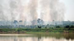 Amazonin sademetsät ovat taas tulessa. Metsiä poltetaan karjan laidunmaiksi ja soijan kasvatukseen. Palot ovat pahimmat 15 vuoteen.