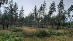 Mäntymetsää, jossa ukkospuuska kaatanut puita. 