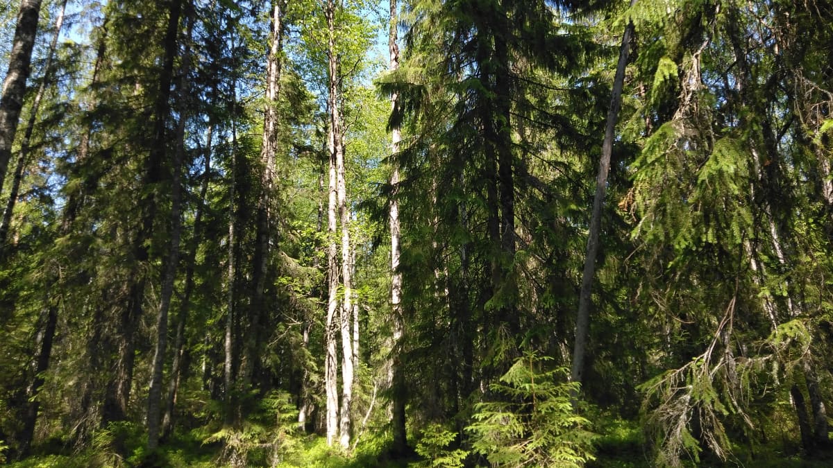 Vanhaa rehevää korpimetsää Kesälahden Viklasuolla, lähinnä kuusia ja koivuja.