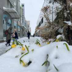 Narsissit hautautuivat lumen alle Kuopion keskustassa huhtikuun loppupuolella.