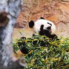Photo shows a panda eating bamboo.