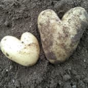 Kaksi sydänmen muotoista perunaa.