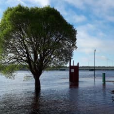 Vesi tulvakorkeudessa Torniossa Nordbergin möljällä kesäkuussa 2020.