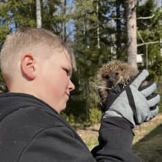 Nuori vaaleahiuksinen poika pitelee hanskat kädessään siiliä kasvojensa korkeudella. Siili katsoo kameraan, poika siiliä. Taustalla näkyy havupuita ja kasa halkoja.