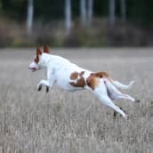 Juokseva koira pellolla, juuri hyppy kesken.